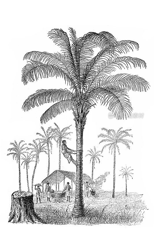 椰子树(Cocos nucifera)和几内亚Elaeis(非洲油棕榈，金刚鹦鹉脂)